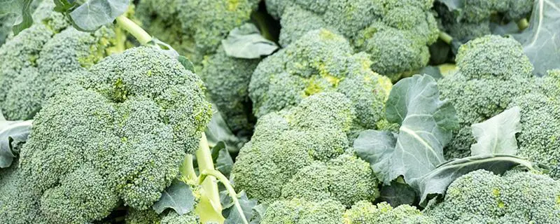 西兰花的种植方法.栽培技巧