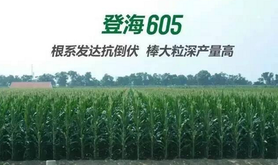 登海种业3000万元在海南设立全资子公司，经营范围涉转基因种子生产
