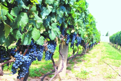 2025葡萄产业年度回顾：数字化、生物化与可持续化重塑种植未来